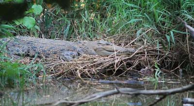 Sedang Tarik Batang Pohon Sagu, Warga Meranti Ini Diterkam Buaya Sungai